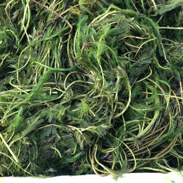 沉水植物，狐尾藻，黑藻，金鱼藻，枯草，菹藻，眼子菜等