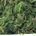 沉水植物，狐尾藻，黑藻，金鱼藻，枯草，菹藻，眼子菜等