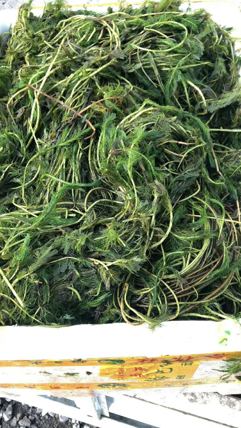 沉水植物，狐尾藻，黑藻，金鱼藻，枯草，菹藻，眼子菜等