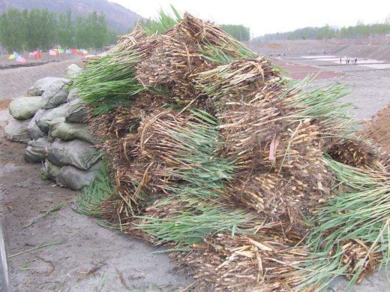 芦苇苗荷花苗睡莲苗香蒲红花酢浆草西伯利亚鸢尾