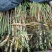 芦苇苗荷花苗睡莲苗香蒲红花酢浆草西伯利亚鸢尾