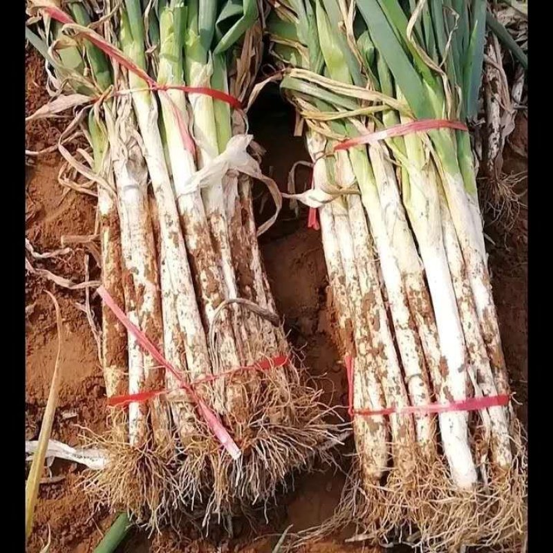 商丘优质大葱