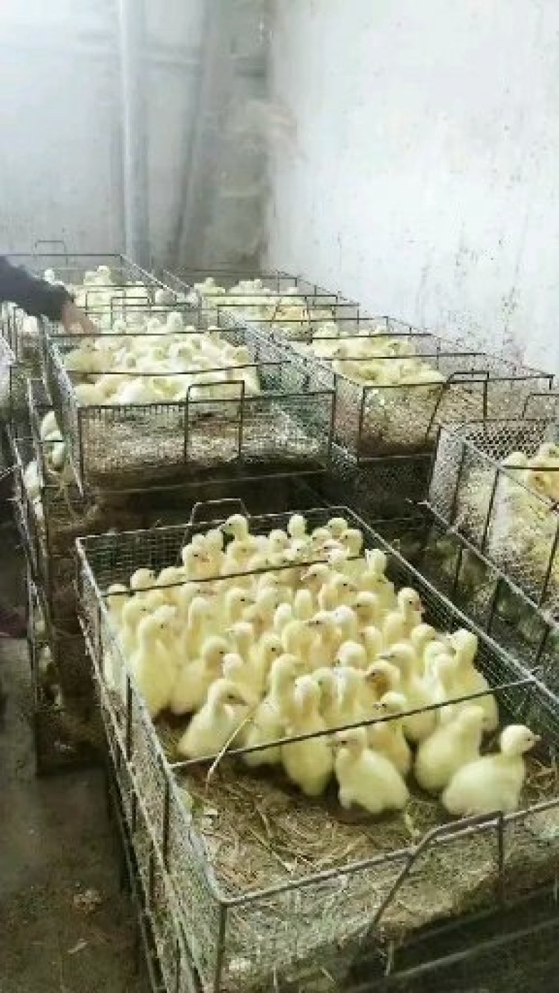 鹅苗