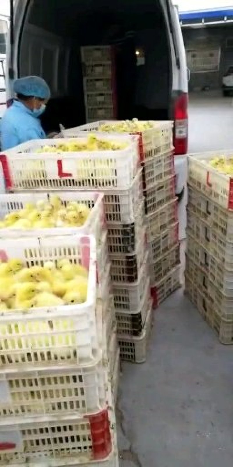 鹅苗