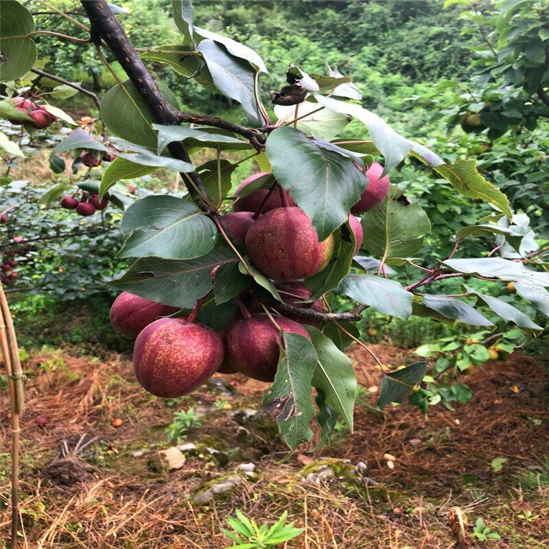 红梨苗，早酥红梨苗