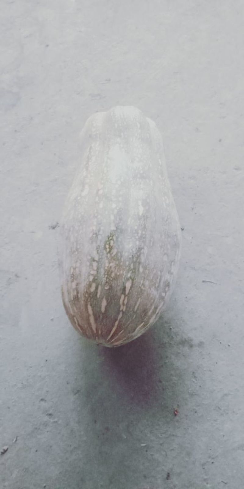 兴蔬大果蜜本南瓜