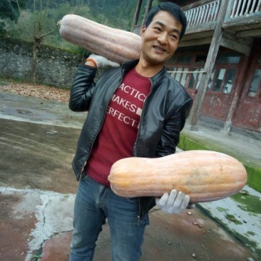 兴蔬大果蜜本南瓜