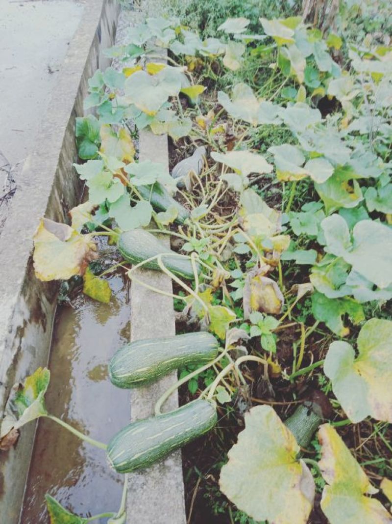 兴蔬大果蜜本南瓜