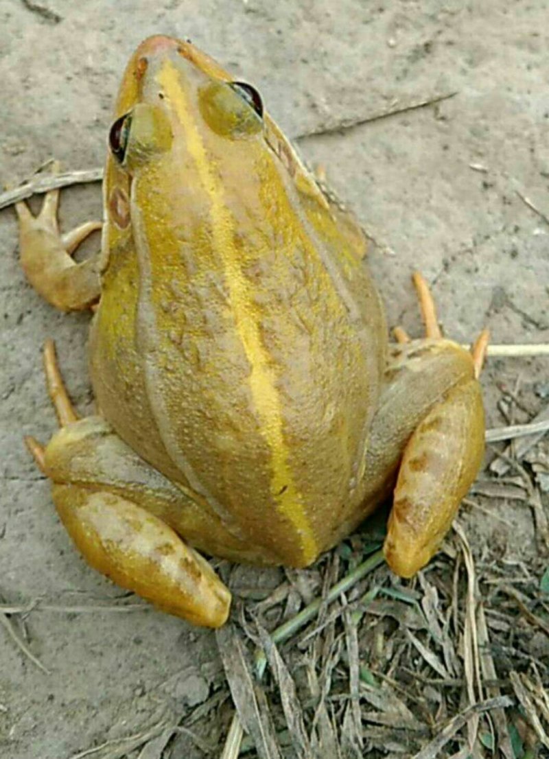 青蛙苗，蛙卵，种蛙