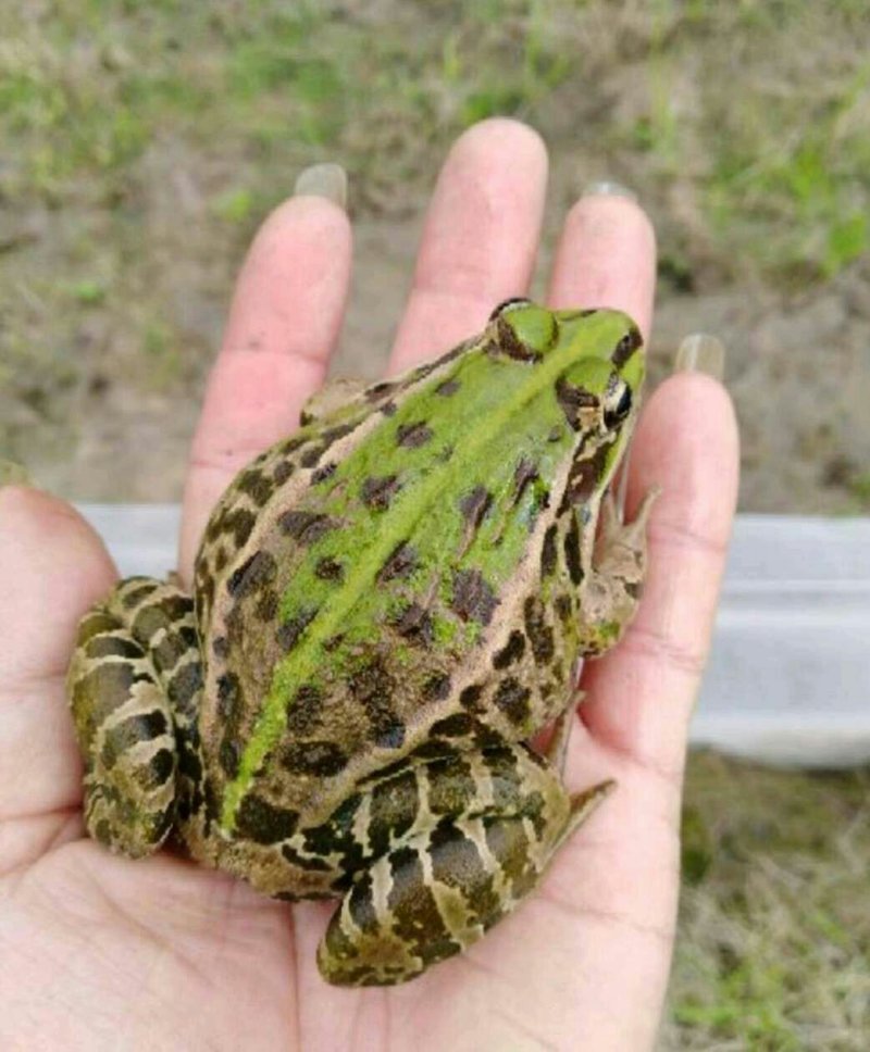 青蛙苗，蛙卵，种蛙