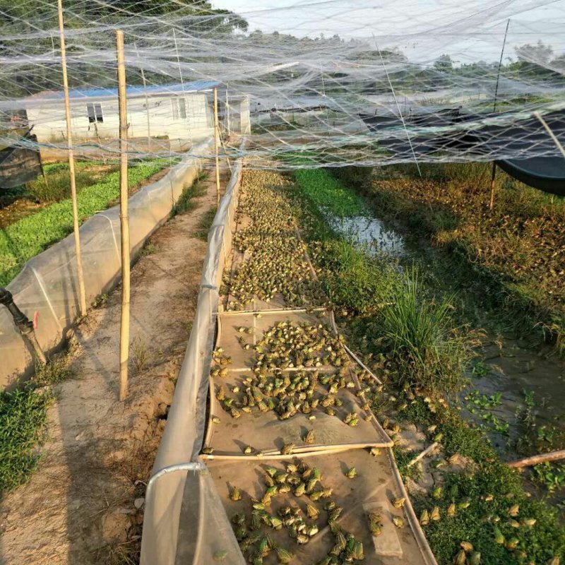 青蛙苗，蛙卵，种蛙