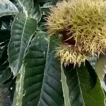 临沂板栗苗，毛板栗苗