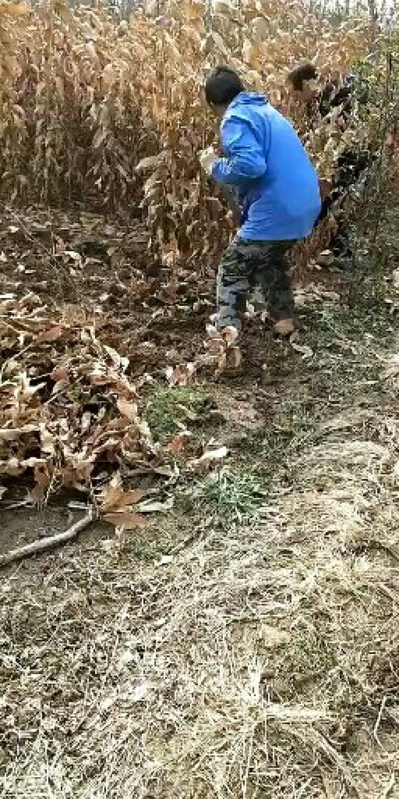 临沂板栗苗，毛板栗苗