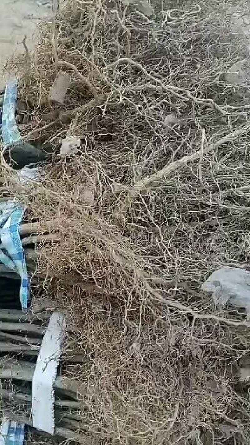 临沂花椒苗，大红袍花椒苗