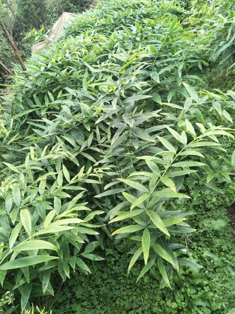 多花姜型不倒苗甜黄精种苗
