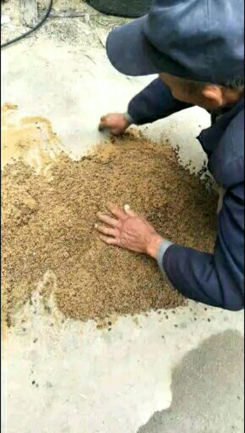 批发枳壳种子枸橘苗积壳种子批发香橙种子大量有货