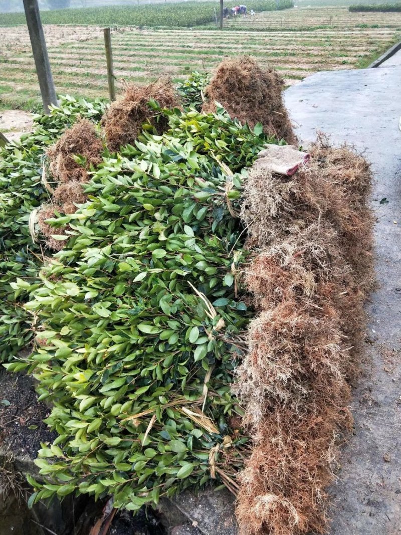 湘林系列油茶苗69号，目前基地大量供应两年裸根苗