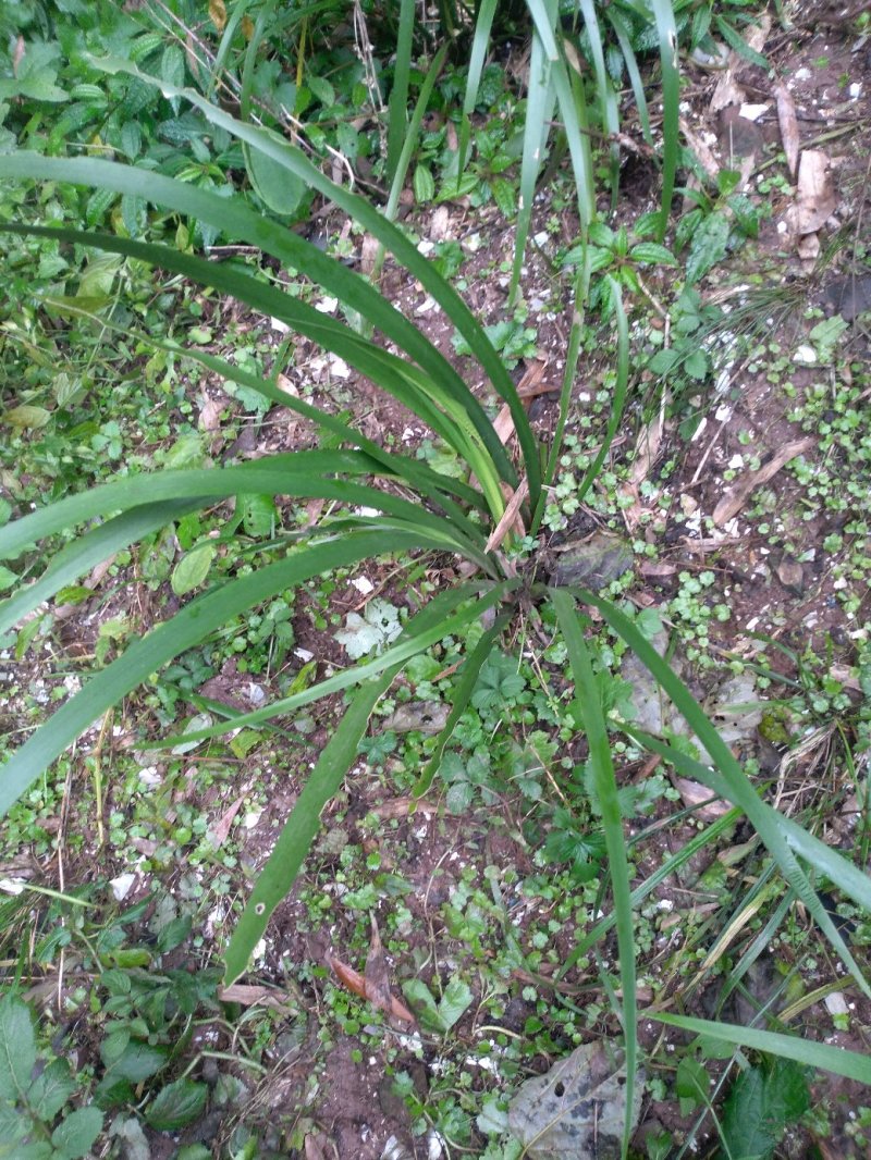 【基地直【石菖蒲种苗大苗野生移栽含量高，山货基地货都有