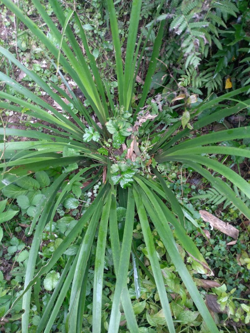 【基地直【石菖蒲种苗大苗野生移栽含量高，山货基地货都有