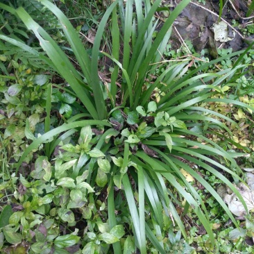 【基地直【石菖蒲种苗大苗野生移栽含量高，山货基地货都有
