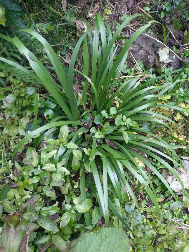【基地直【石菖蒲种苗大苗野生移栽含量高，山货基地货都有