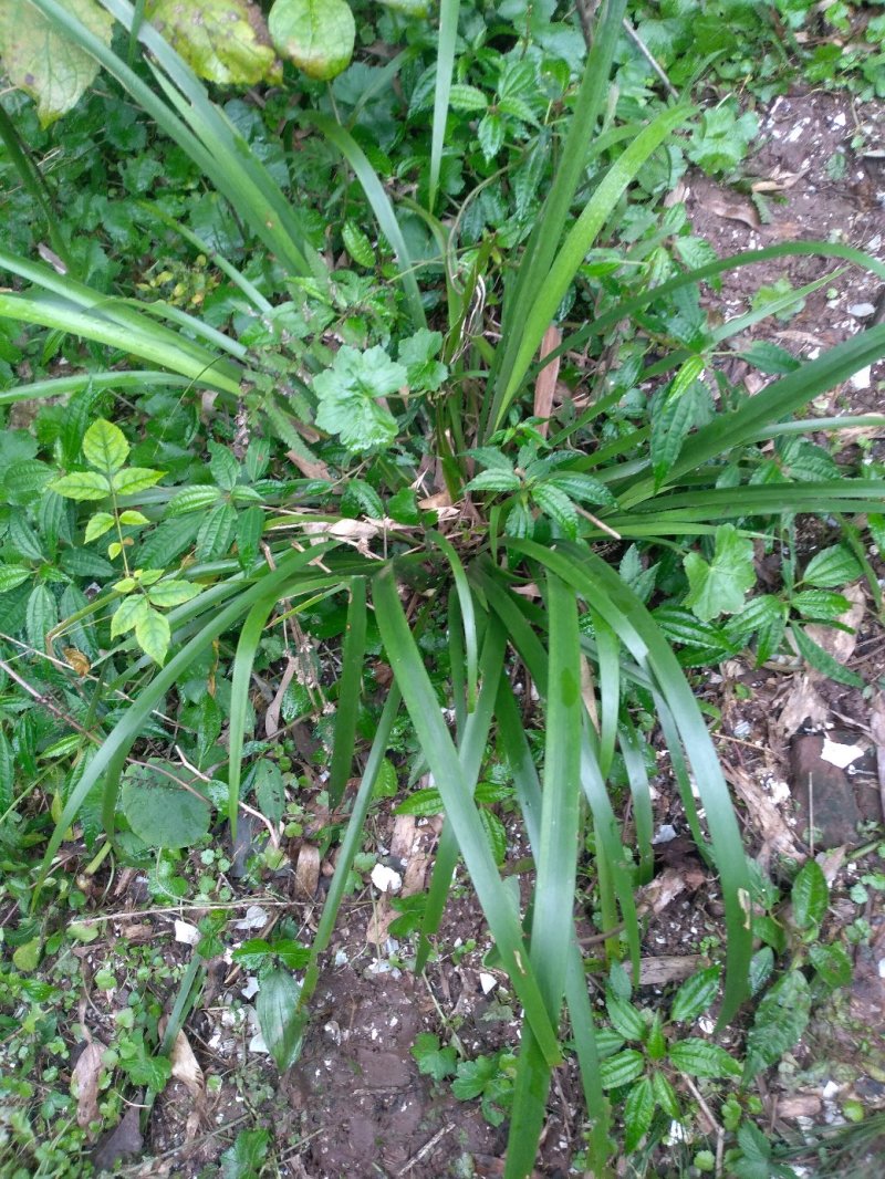 【基地直【石菖蒲种苗大苗野生移栽含量高，山货基地货都有