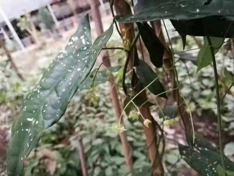金果榄地苦胆大苗量大优惠