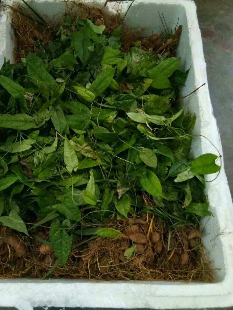 金果榄地苦胆大苗量大优惠