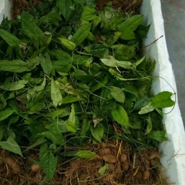 金果榄地苦胆大苗量大优惠