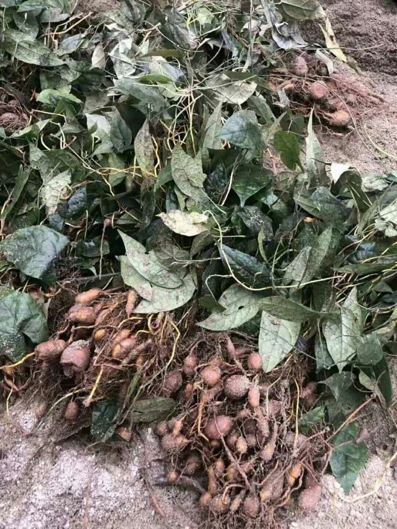 金果榄地苦胆大苗量大优惠