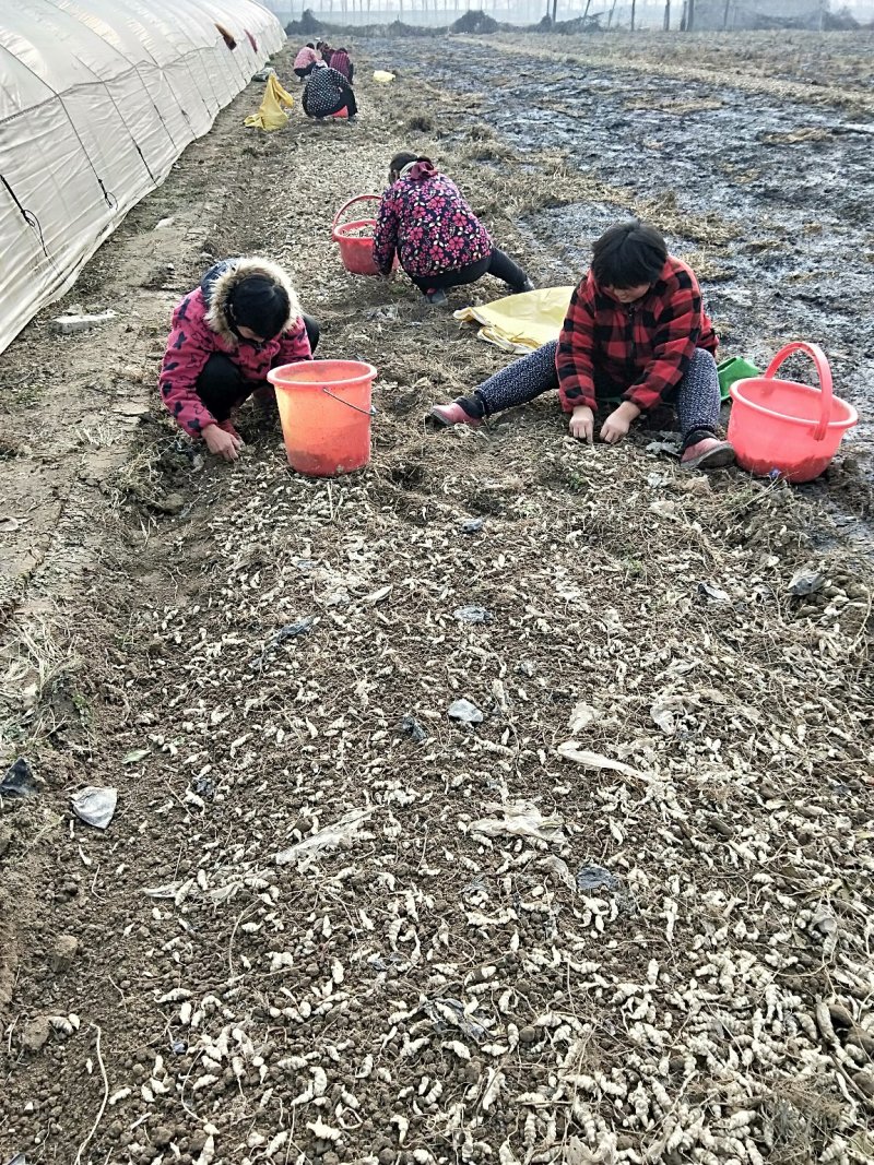 草石蚕，土虫草，累丝菜种子出售