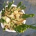 福建漳州观花植物水仙花/量大从优基地直发诚信经营