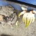 福建漳州观花植物水仙花/量大从优基地直发诚信经营