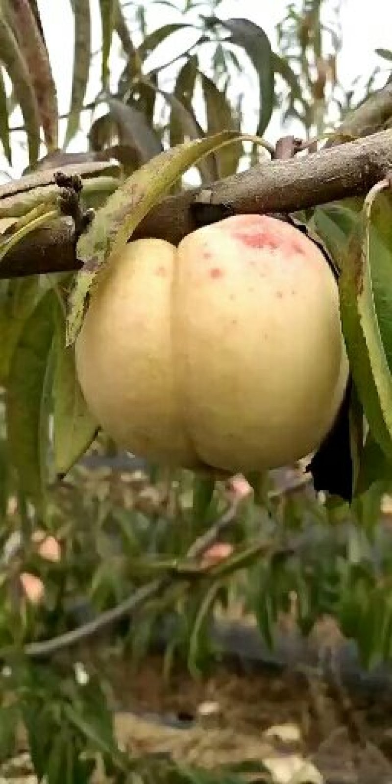桃树苗，早熟桃树苗，晚熟桃树苗