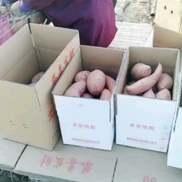红薯