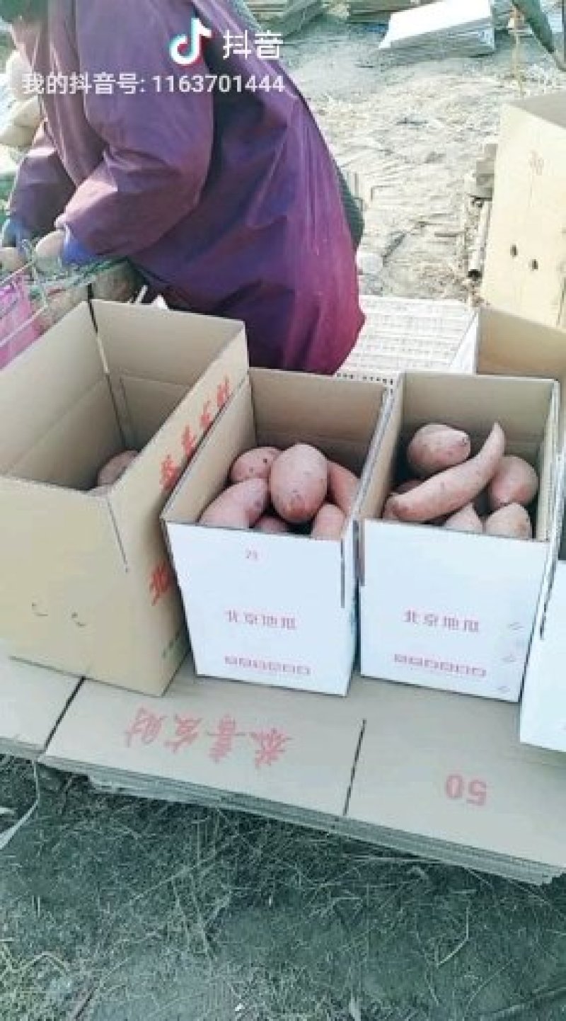 红薯