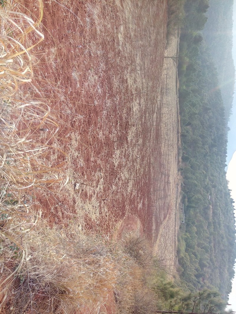 有好货：易门150亩红土地低价出租，高海拔可以种植药材