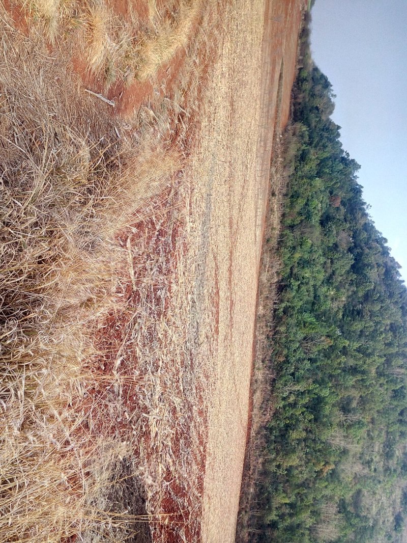有好货：易门150亩红土地低价出租，高海拔可以种植药材