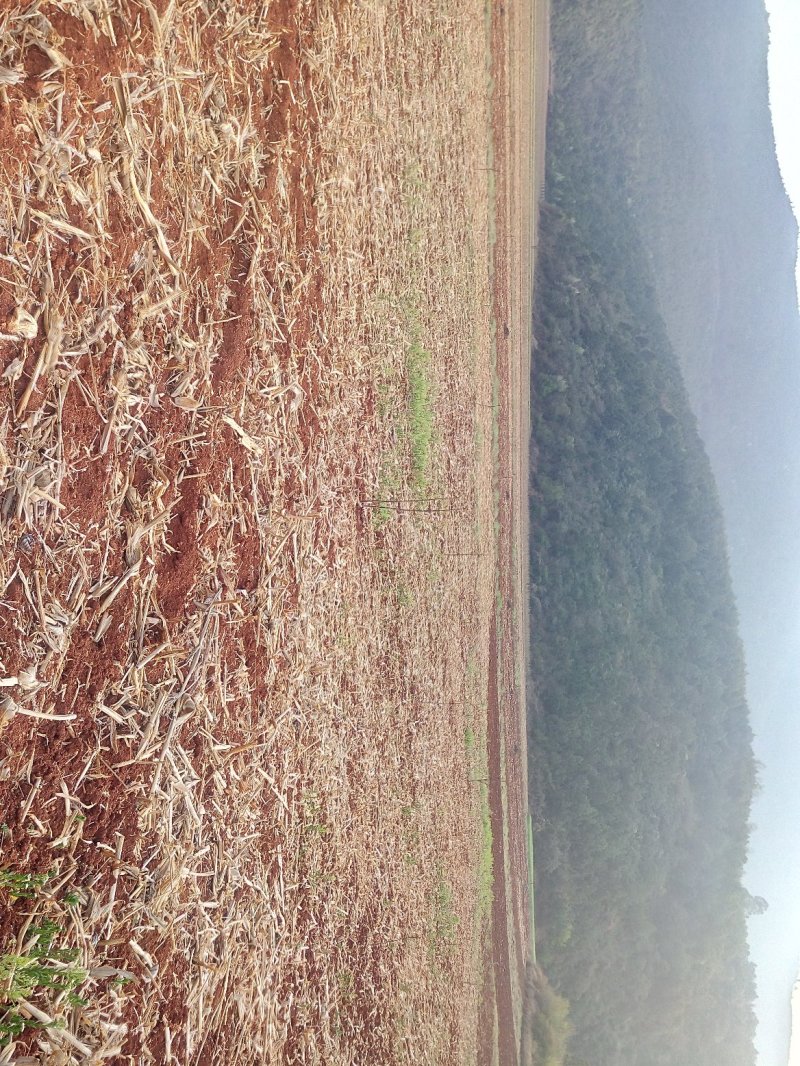 有好货：易门150亩红土地低价出租，高海拔可以种植药材