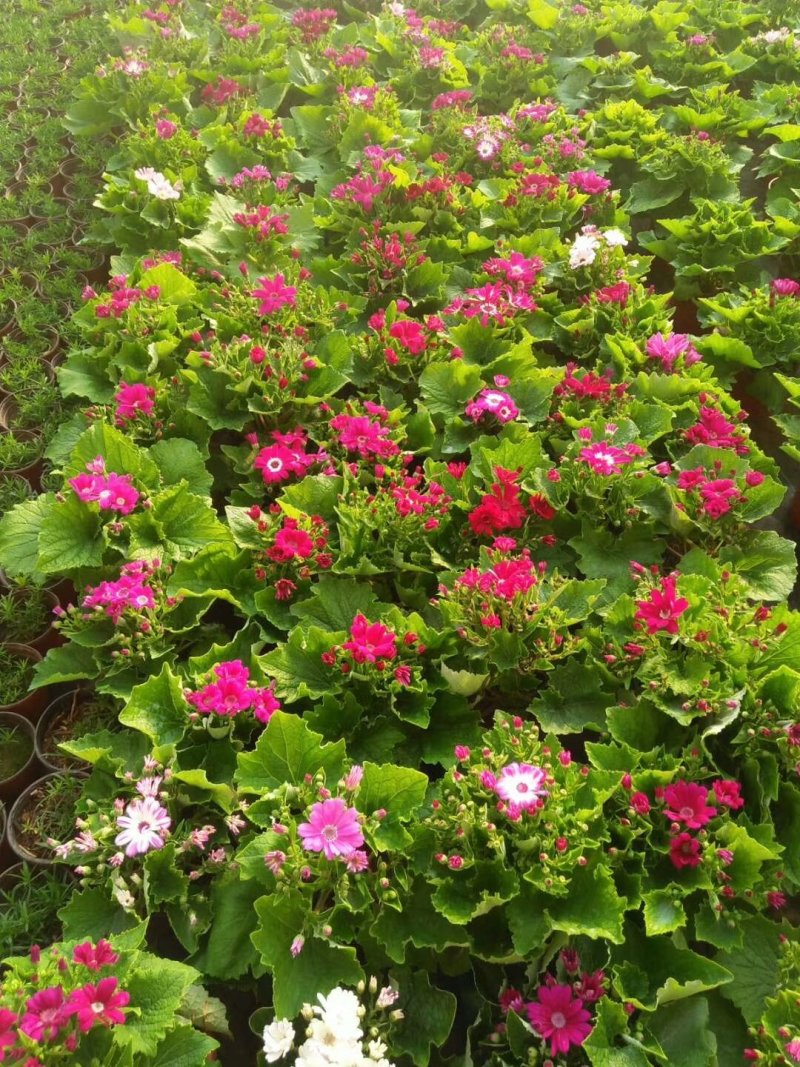瓜叶菊，山东青州大量供应瓜叶菊。