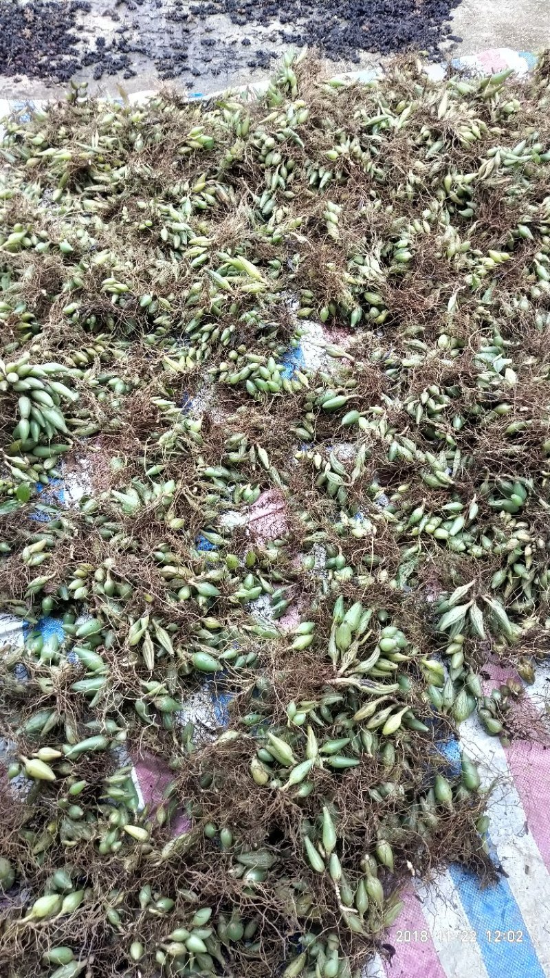石仙桃