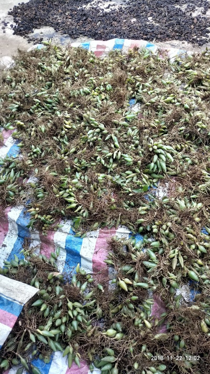 石仙桃