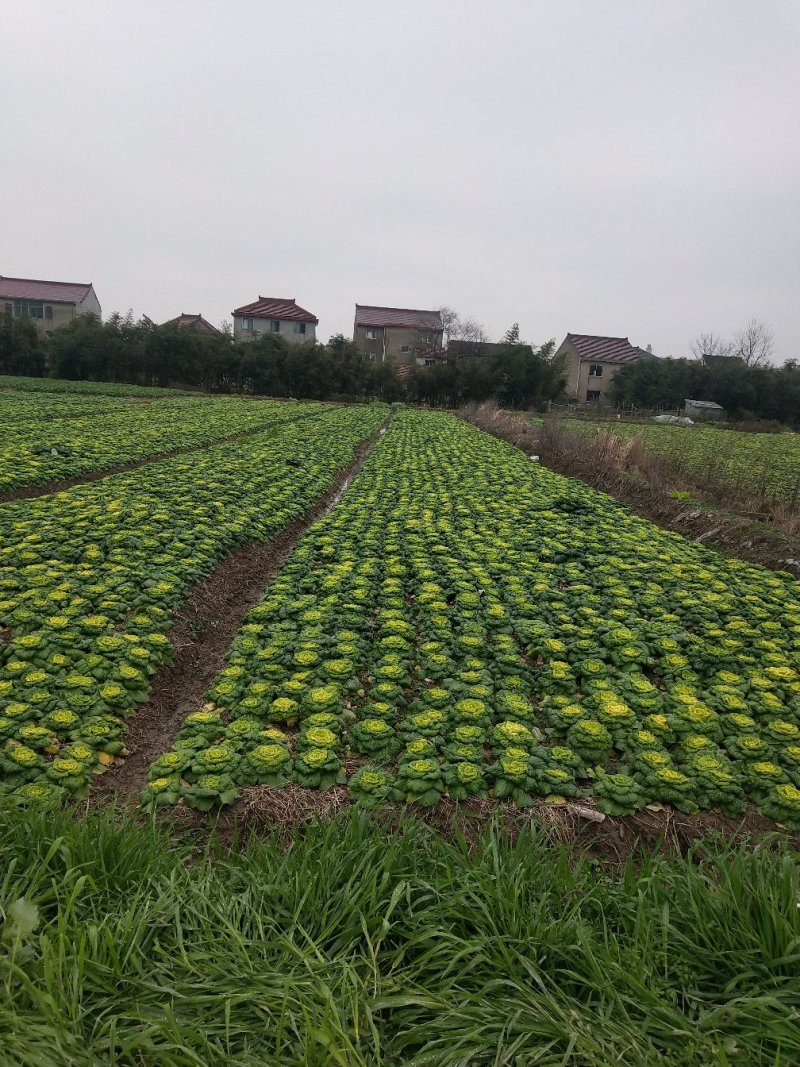 黄心菜
