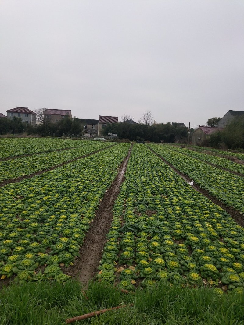 黄心菜
