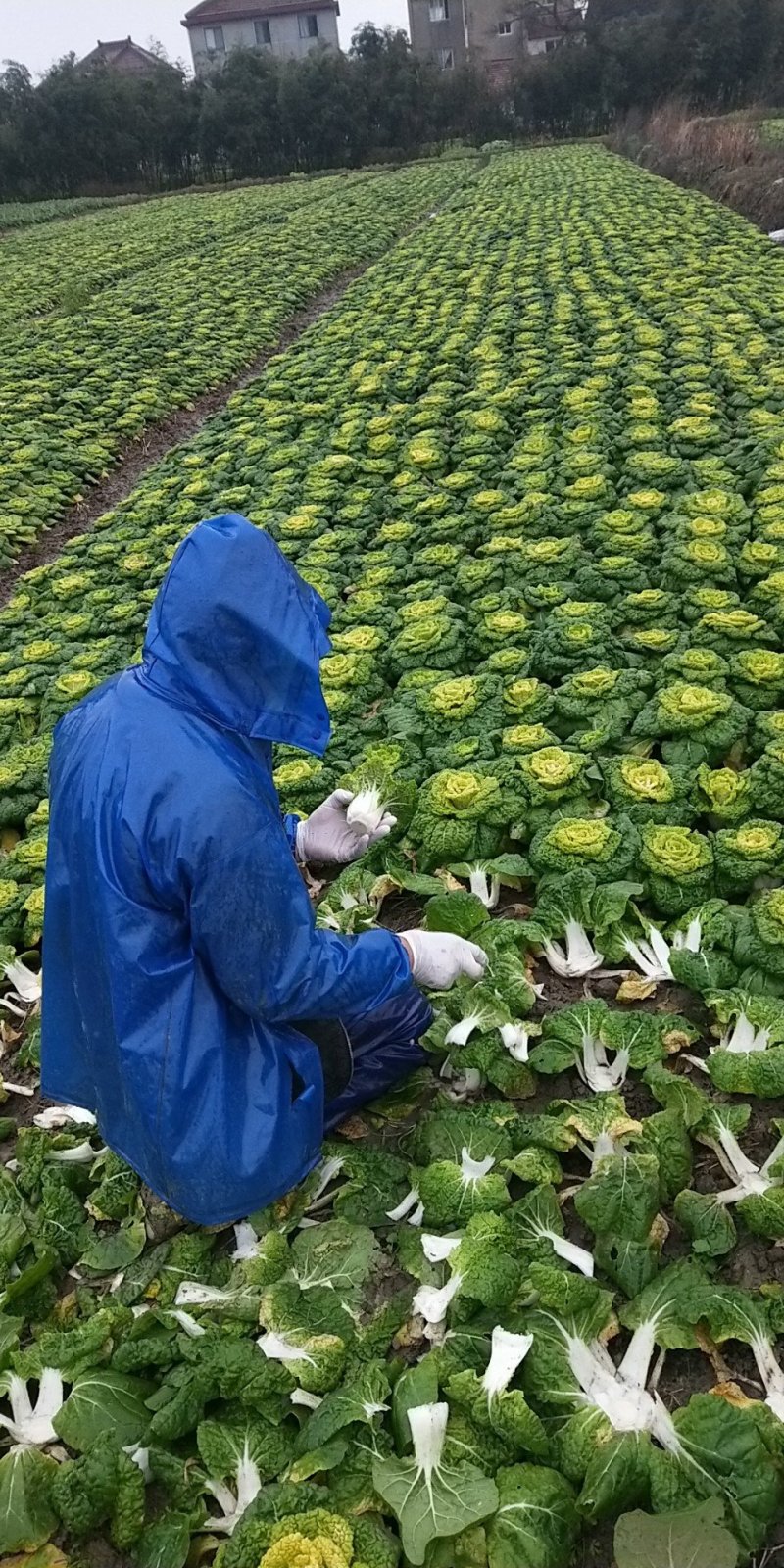 黄心菜