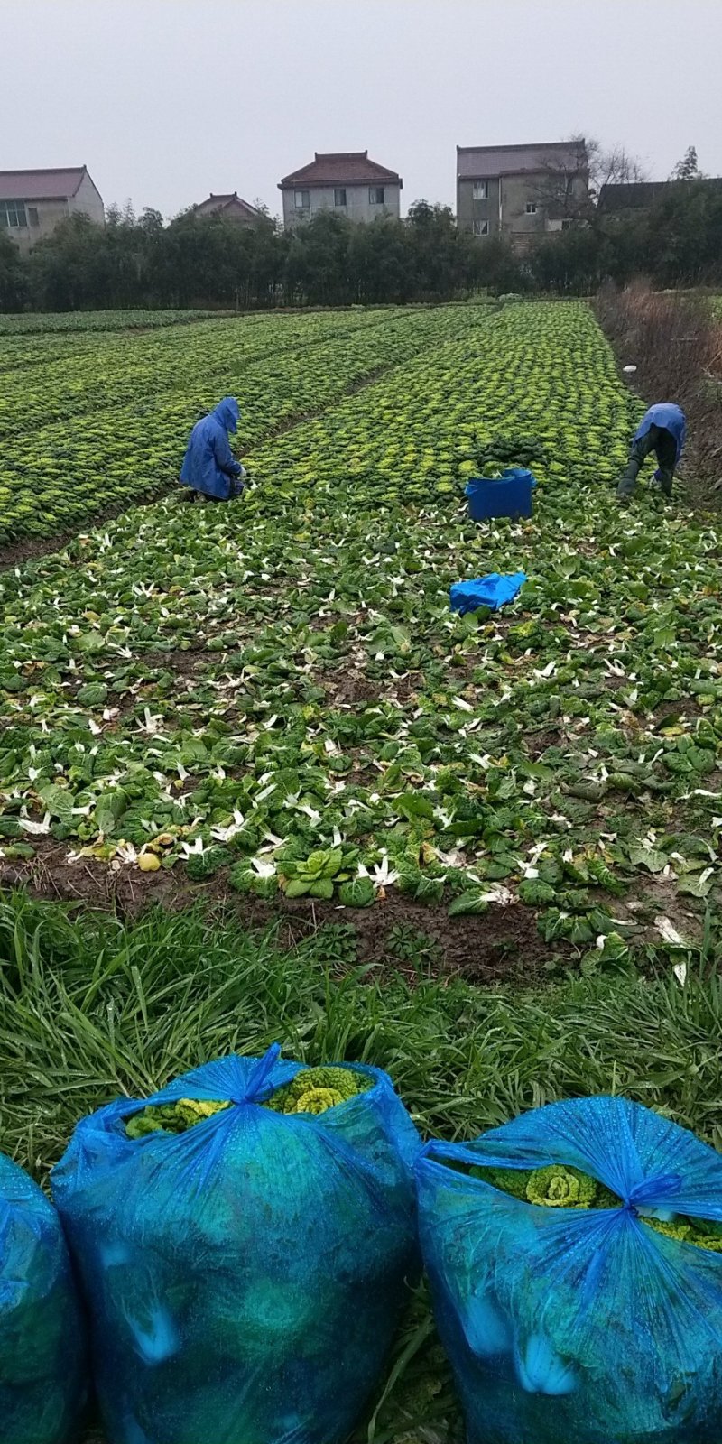 黄心菜