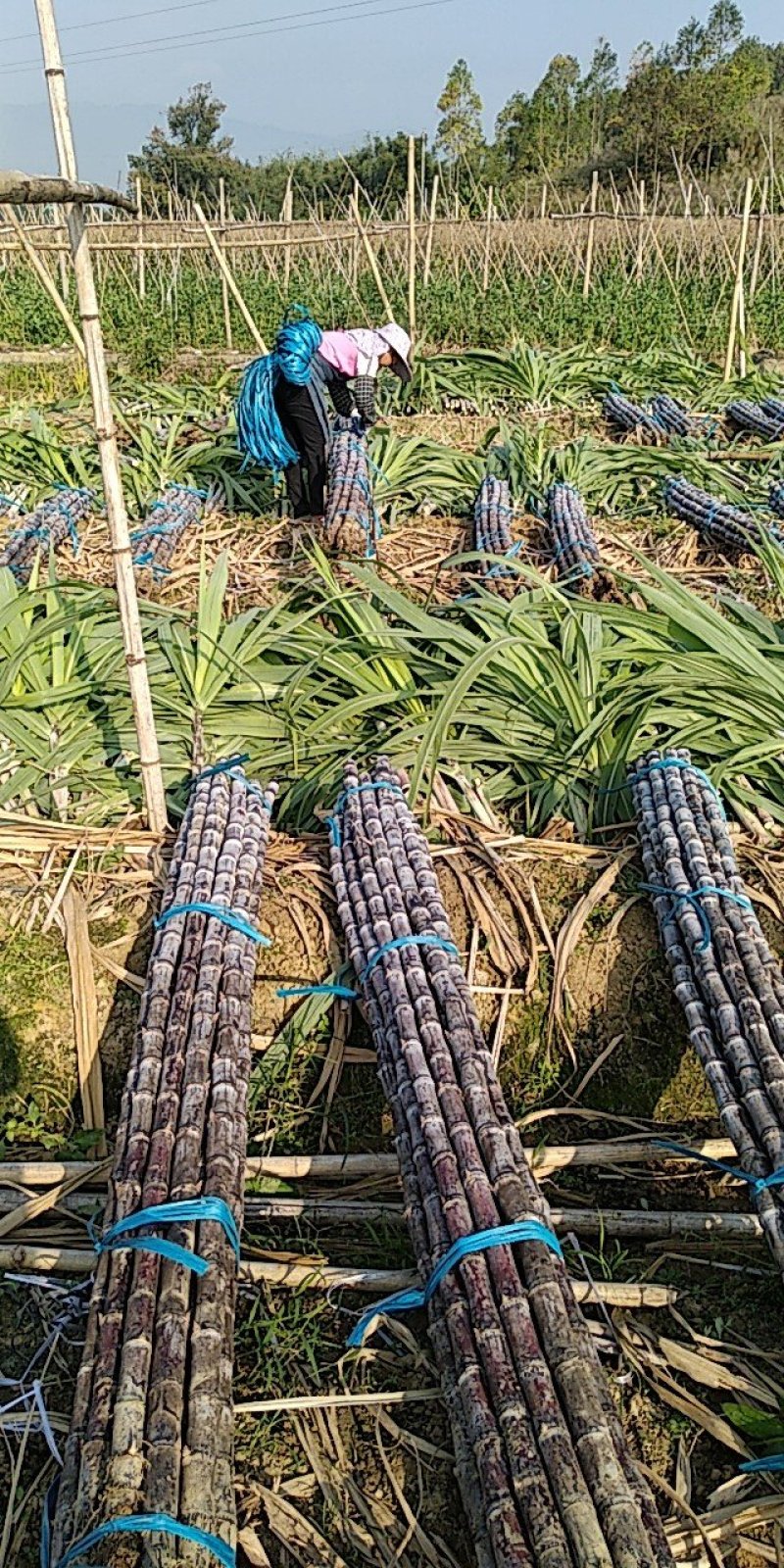广东韶关甘蔗大量供应一手货源口感脆甜多汁欢迎咨询
