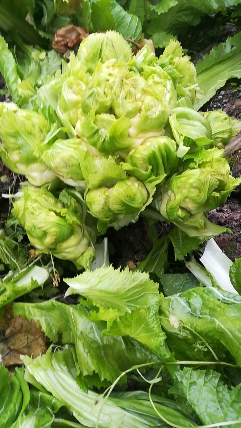 儿菜