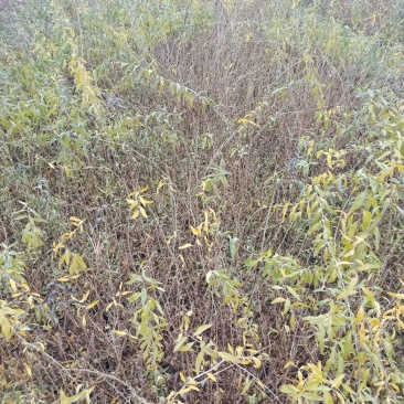 红枸杞苗一年生的0.4以上的量大欢迎下单