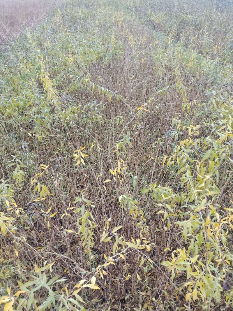 红枸杞苗一年生的0.4以上的量大欢迎下单